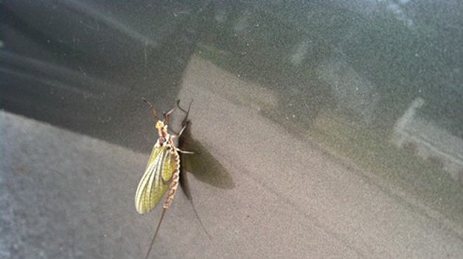 A mayfly as seen on the side of a car in Lakewood