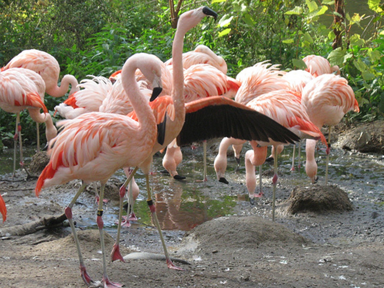 And aren't these flamingos at the zoo just absolutely dashing?