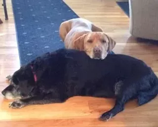 Animal Rescue Seminar