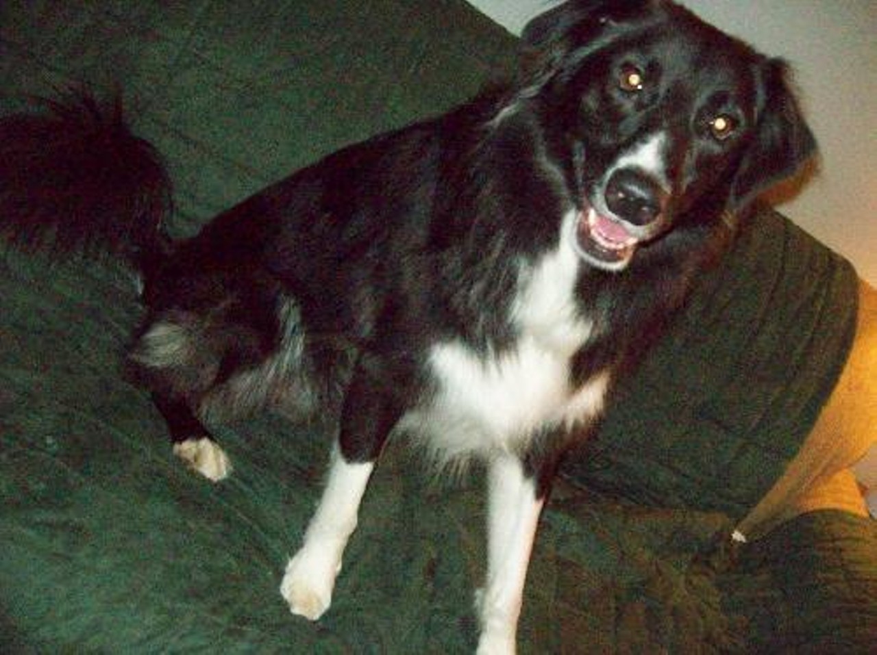 Baron is a six-year-old Border Collie mix who's house and crate trained and extremely intelligent, but requires a firm hand and exercise.