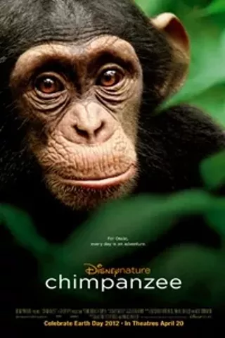 Image: Chimpanzee