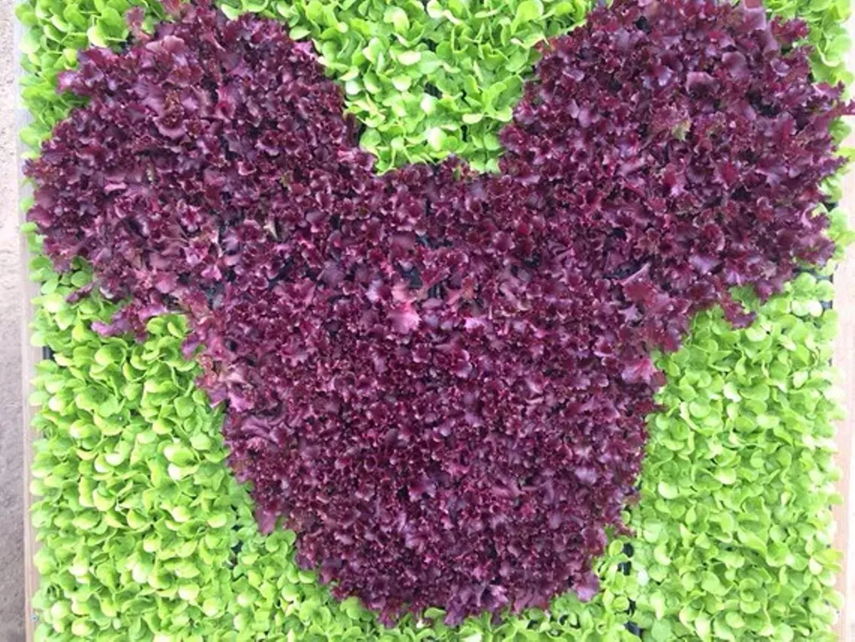 Disney Magic is Coming to Ohio!!