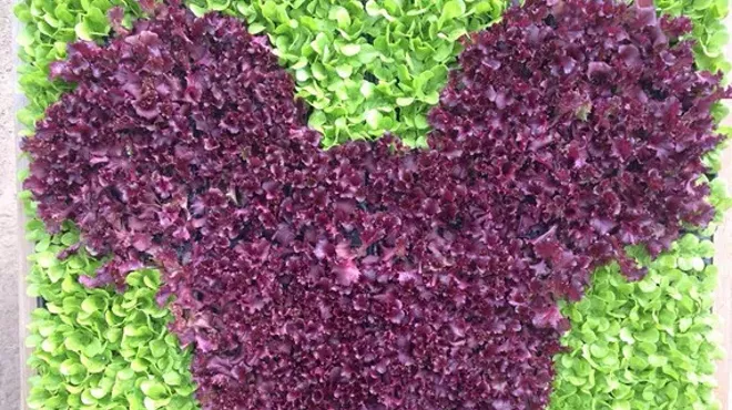 Image: Disney Dinner