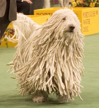 Image: Dog Show at the IX Center