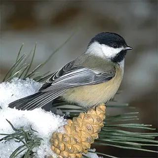 Image: Feed a Chickadee at the Nature Center