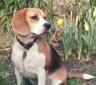 Image: Fresh Air for Fido