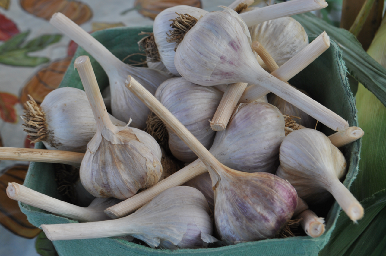 Garlic Fest