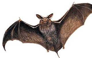 Image: Go Batty in the Valley