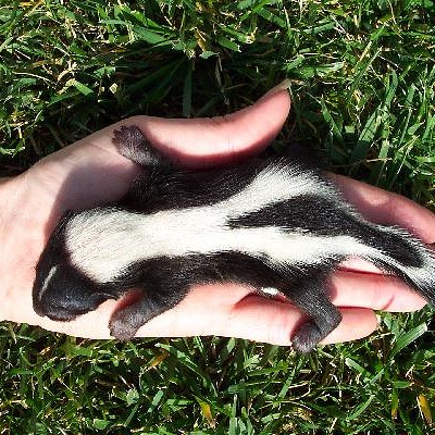 Have you ever wanted to get up close and personal with a fuzzy, cuddly skunk? Now's your chance! On Saturday, September 14th from 10am - 5pm, North Ridgeville's South Central Park will host it's annual Skunk Fest for skunk lovers and skunk owners alike. The Fest includes educational programs, raffles, music, food, entertainment and (of course) hundreds of furry skunks! The event is free, but donations are appreciated.