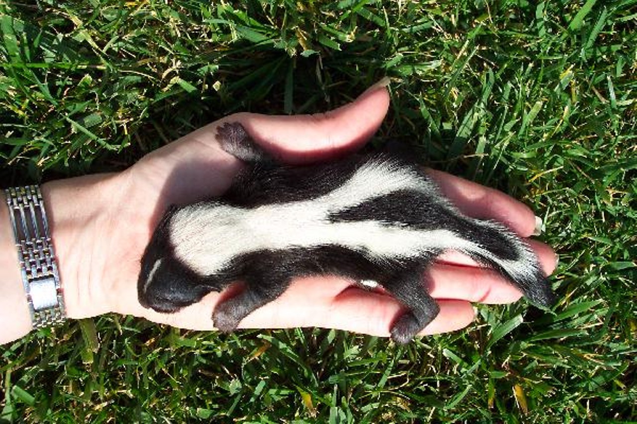 Have you ever wanted to get up close and personal with a fuzzy, cuddly skunk? Now's your chance! On Saturday, September 14th from 10am - 5pm, North Ridgeville's South Central Park will host it's annual Skunk Fest for skunk lovers and skunk owners alike. The Fest includes educational programs, raffles, music, food, entertainment and (of course) hundreds of furry skunks! The event is free, but donations are appreciated.