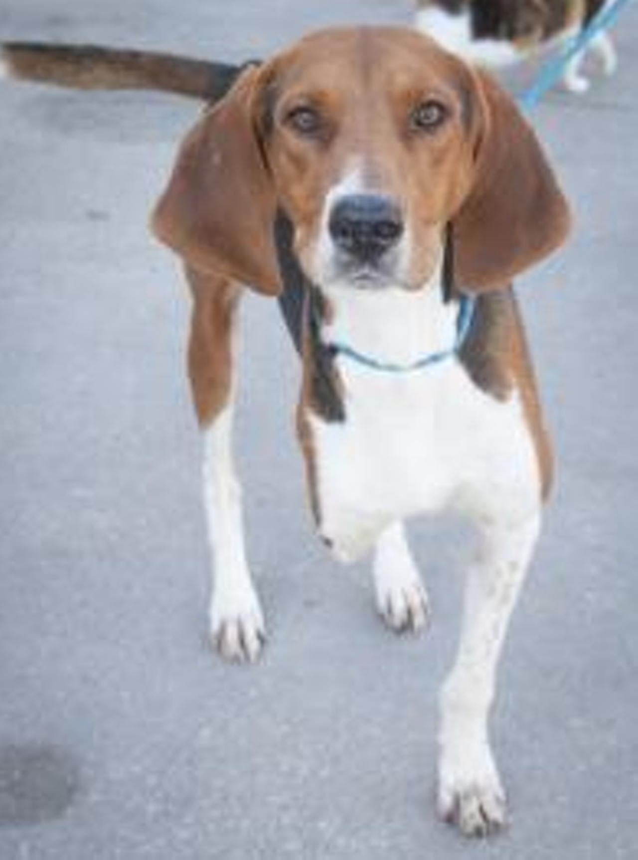 "Hopper" - Coonhound/Mix, 3 years