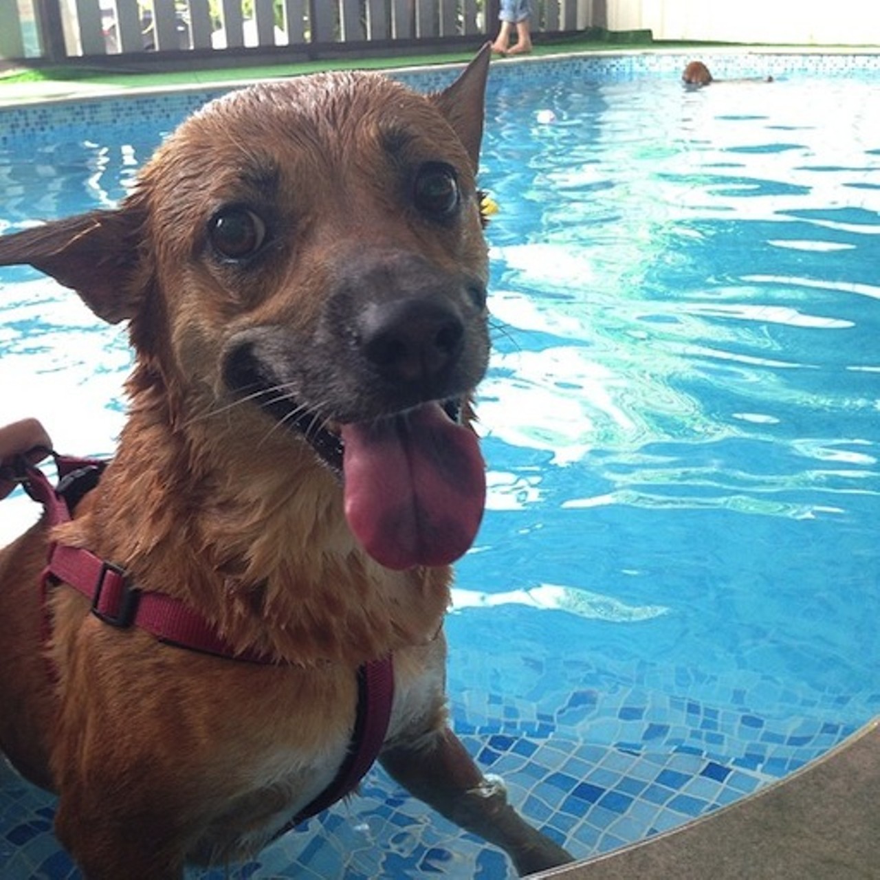 Most pools have doggie swim days the last few days of summer, when no one cares if the water gets swamped with fur. Watch your pup paddle around at Hinckley's Ledge Pool on August 24 from 1:00 - 5:00.
