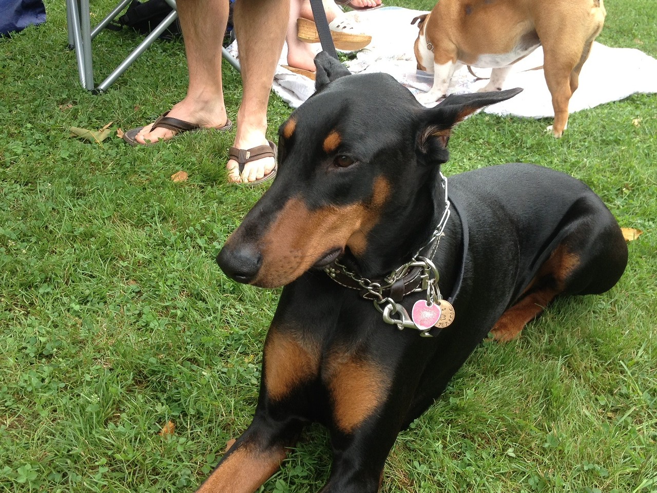 PHOTOS: The Most Adorable Pooches Spotted Yesterday at Ale Fest