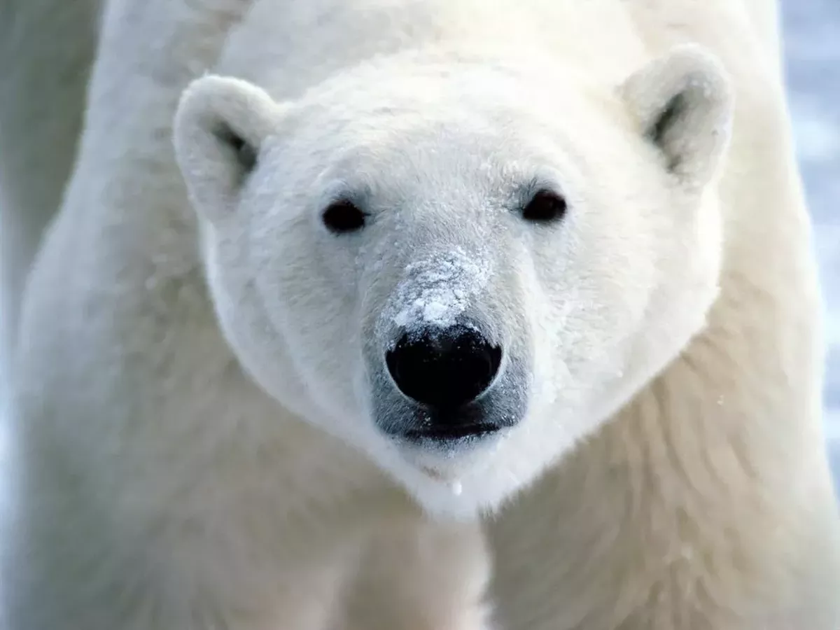 polar-bear.webp