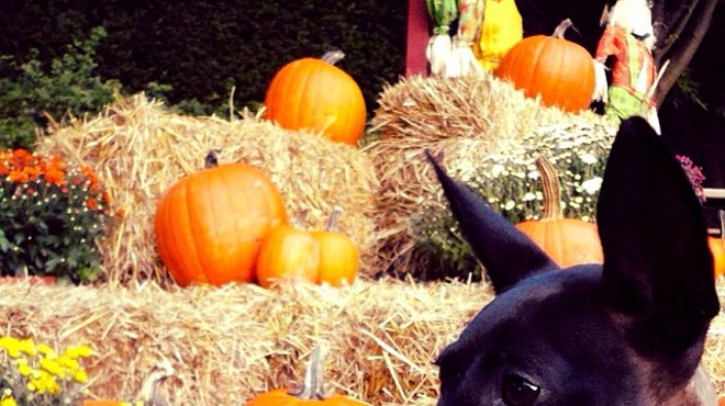 The Complete List of Not-to-be-Missed Northeast Ohio Fall Festivals
