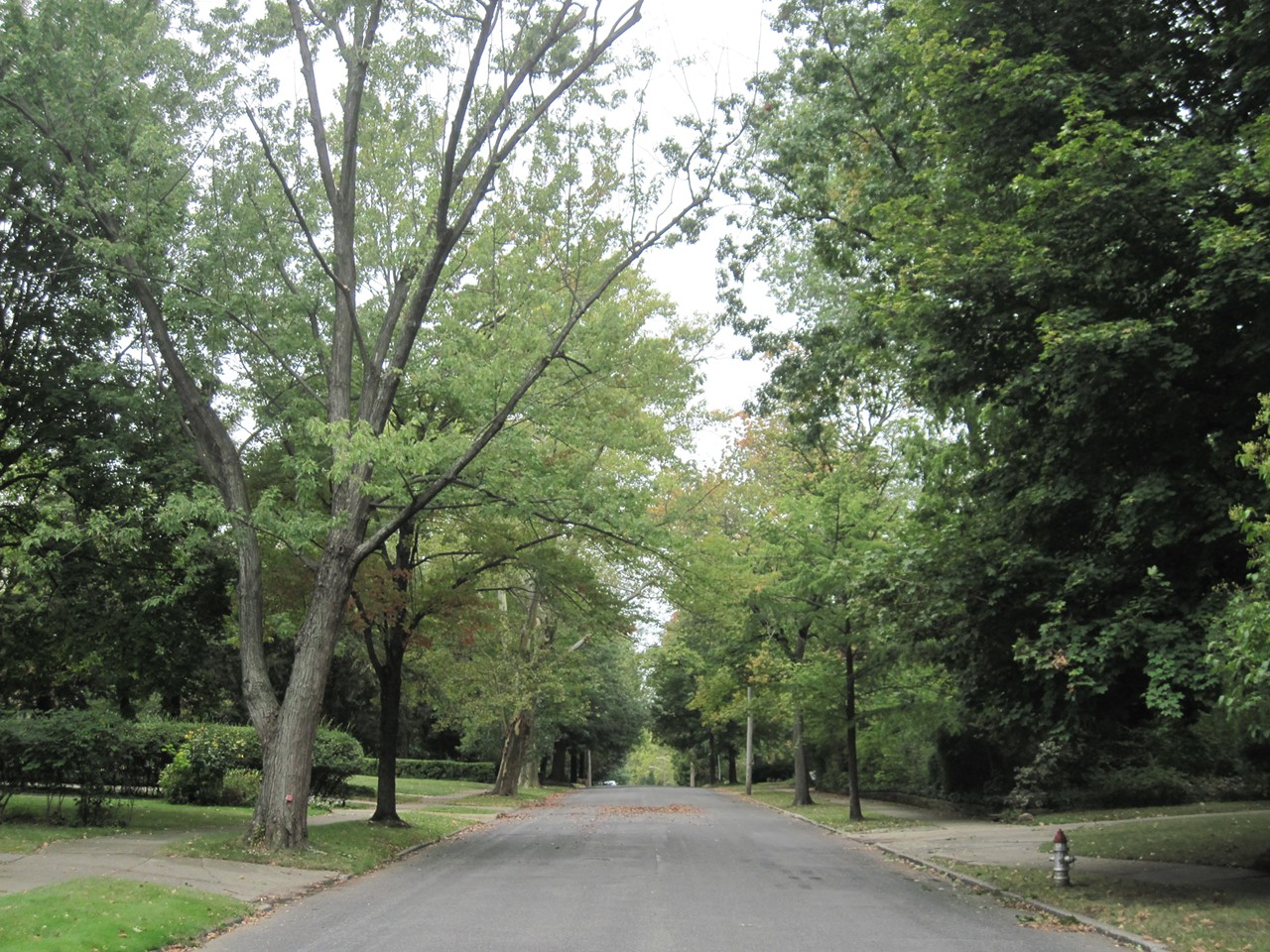 ...This one kinda came out of nowhere as we sought out the region's most scenic streets. It's intersects with Coventry and cuts a pleasant pathway through surrounding neighborhoods.
