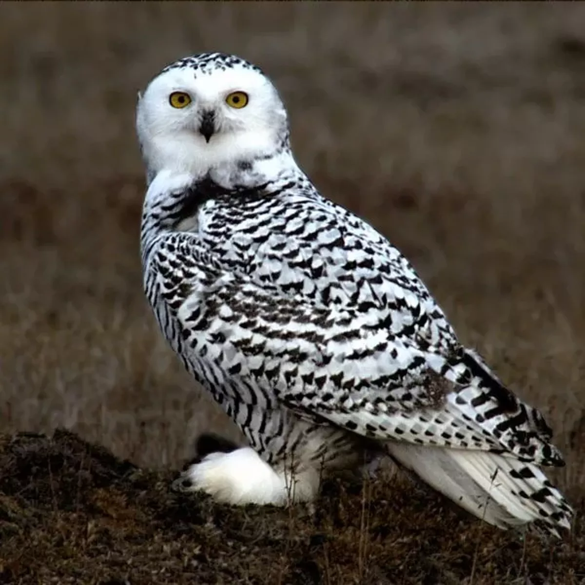 snowy_owl_floyd_davidson.webp