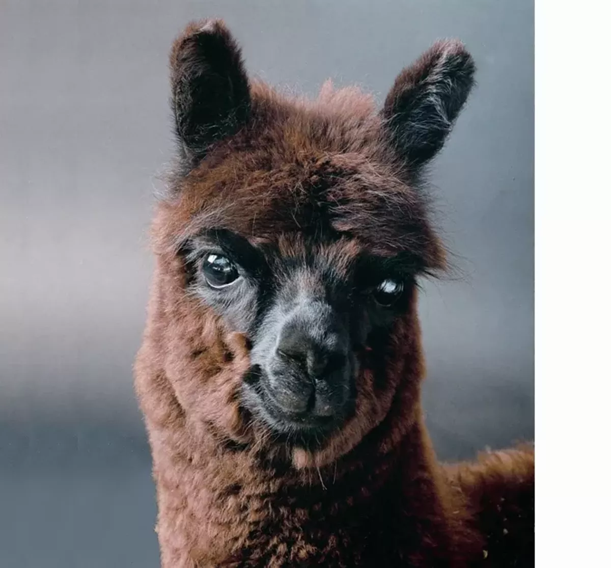 brown_alpaca_1_.webp