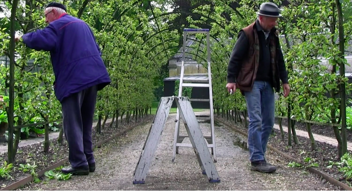 portrait-of-a-garden-film-fruit-trees-allee-stepladder.png