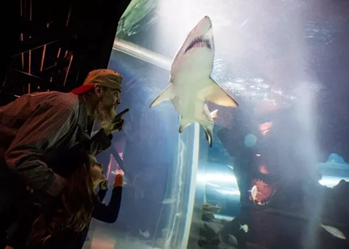 4e3a6876_17sharkexhibit.webp
