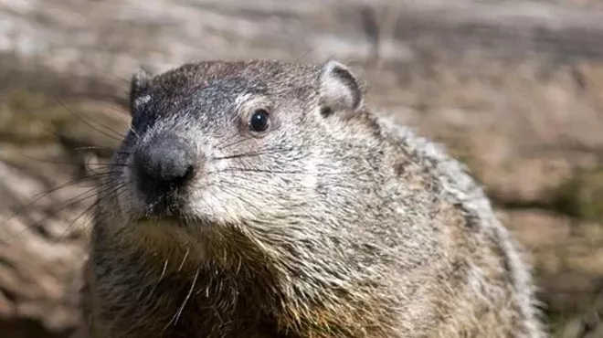 Image: Groundhog Day