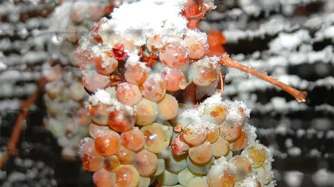 Image: Ice Wine Festival