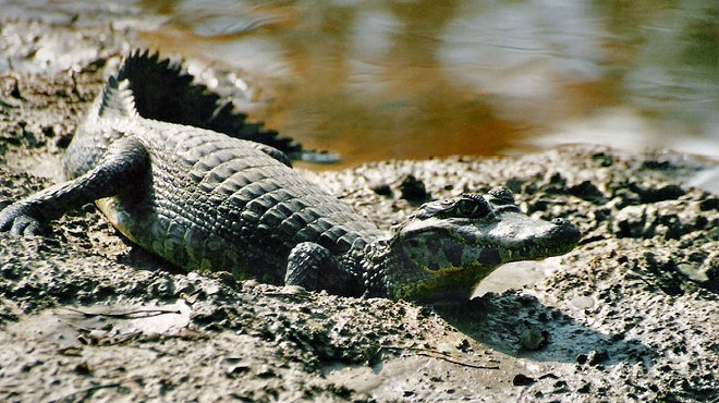 This is not a photo of the actual caiman found in Willoughby Hills.