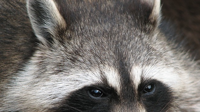 'Zombie-Like' Raccoons Puzzle Officials, Residents in Youngstown
