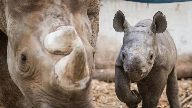 Cleveland Metroparks Zoo Debuts Lulu the Baby Rhino and She's Too Cute To Handle