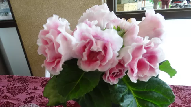 Image: North Coast Gesneriad & African Violet Show and Sale