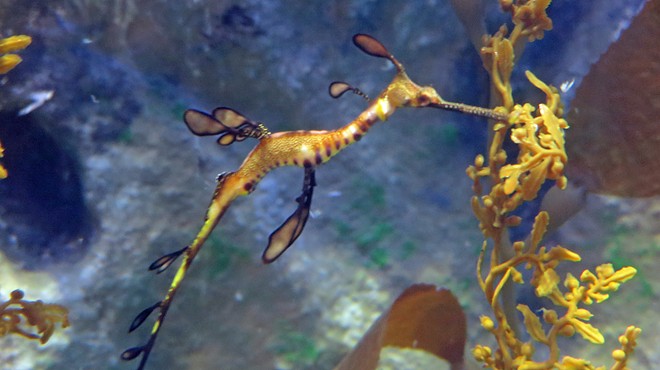 The Greater Cleveland Aquarium is the only place in Ohio where you can see the weedy seadragon.