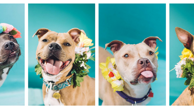 Eat Ice Cream and Fall in Love with Adoptable City Dogs at Tremont Scoops This Sunday
