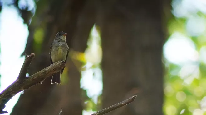 Image: Nature Walk Photo Adventure