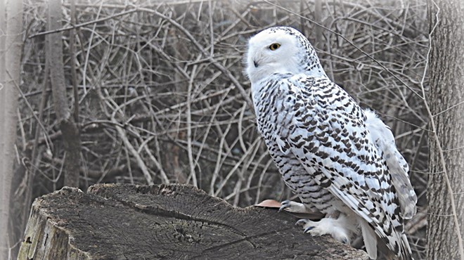 How to Catch a Glimpse of Snowy Owls and Their Feathery Brethren in Northeast Ohio