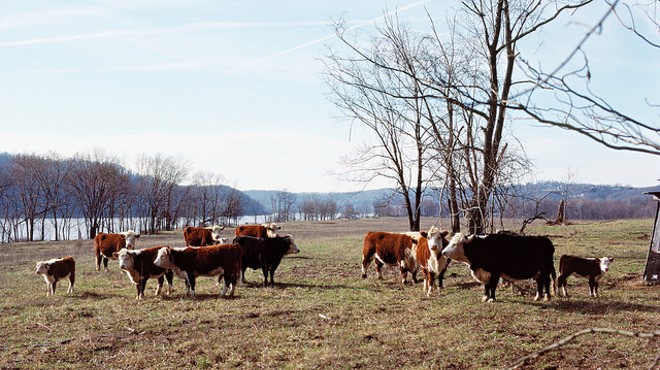 Meat Industry Develops Plan to Reduce Antibiotics in Livestock