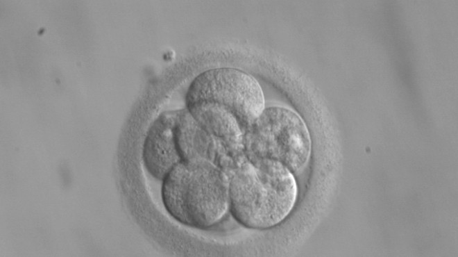 Ohio Judge Rules Embryos Are Not People in University Hospitals Case