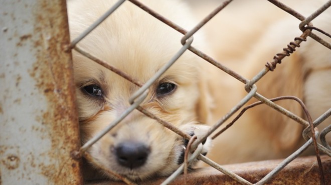 Puppy Mills A Persistent Problem in Ohio