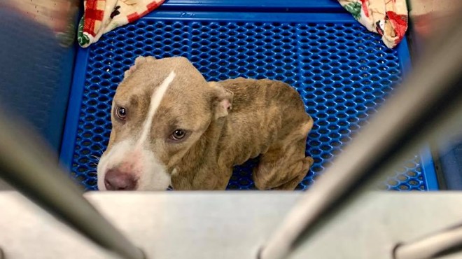 Cleveland Dog Left 'Starved and Dumped' on East Side Headed to Foster Home After Speedy Recovery