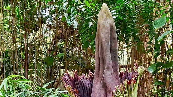 The Stinky-Ass Corpse Flower at the Cleveland Metroparks Zoo Has Bloomed