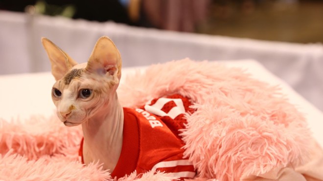The International Cat Show Returns to Cleveland's I-X Center This October