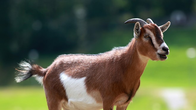 This is not the goat that broke into a Northeast Ohio home.