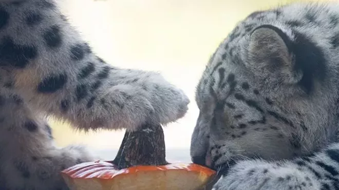 Image: Boo at the Zoo