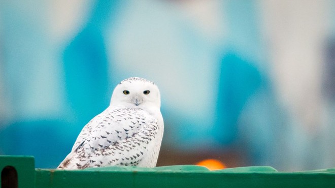 Snowy Owls are Officially Back in Cleveland For the Winter