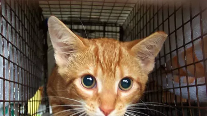 Image: Feral Cat Workshop