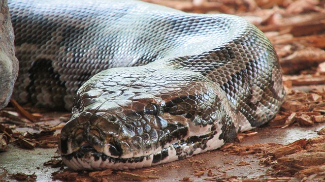 Ohio Man Almost Killed by 125-Pound Python