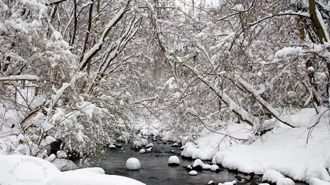 Image: Winter Tree ID Hike