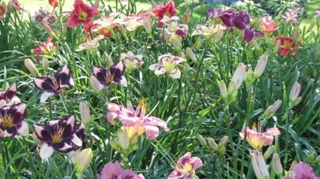 Image: Western Reserve Daylily Society (WRDS) Plant Sale & Perennial Party