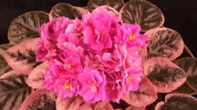 Image: North Coast Gesneriad & African Violet Show and Sale