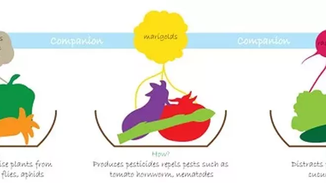 Image: Companion Planting and Rotation: The Sunday Shaman Workshop Series