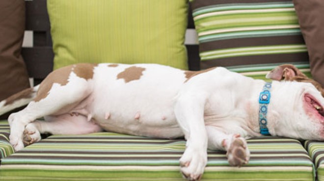 Widespread Bans on Pit Bulls Aren't Sensible Public Policy. So What's Going to Change That?